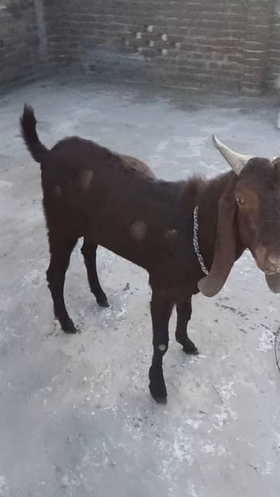 qurbani bakra 2 dant for sale