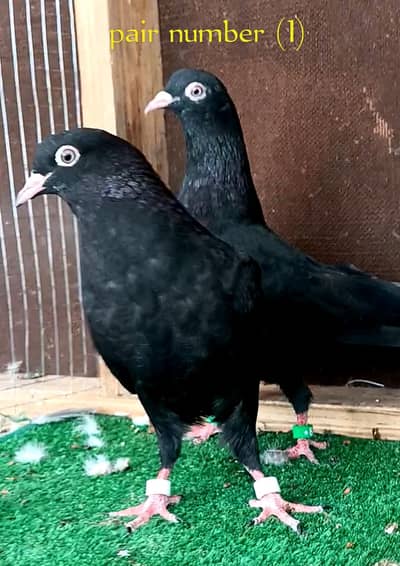 top quality pigeons