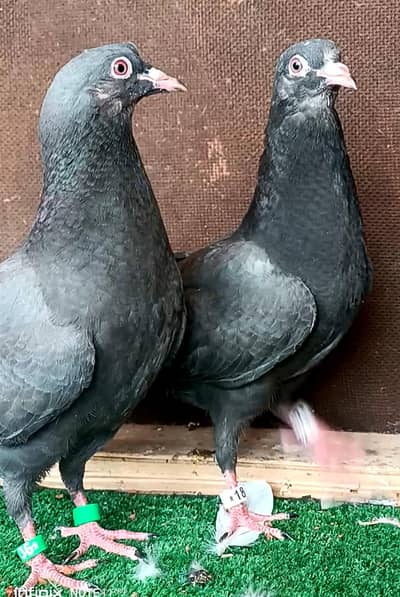 top quality pigeons
