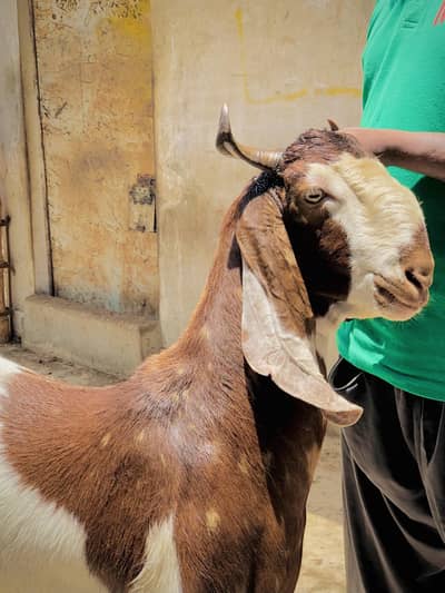 Goat / Bakri / Janwar / Qorbani