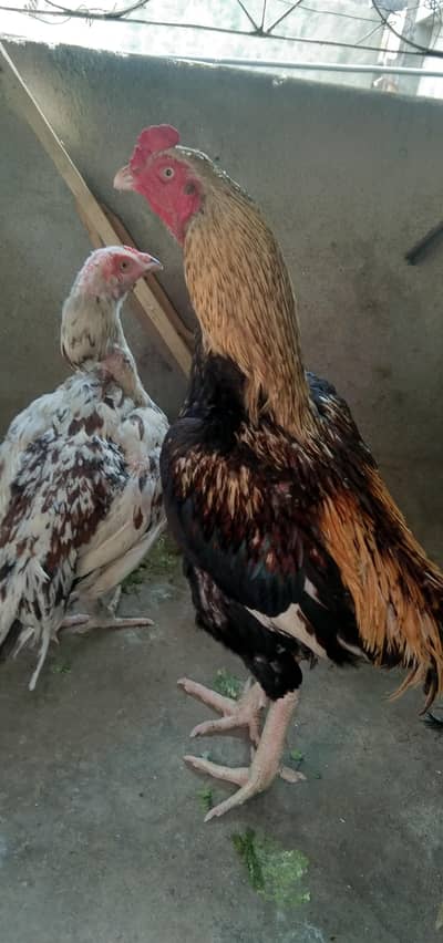 murgaa and murgii for sale