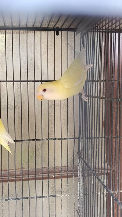 Healthy and Active Albino and Rosicoli Chick for Sale