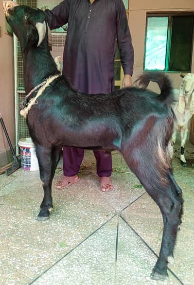 betal Bakra 2dant 03498200770