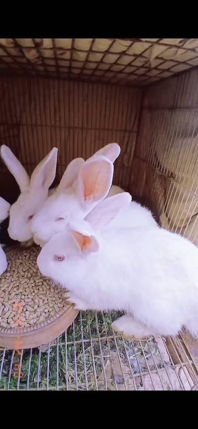 Imported Fancy Rabbits