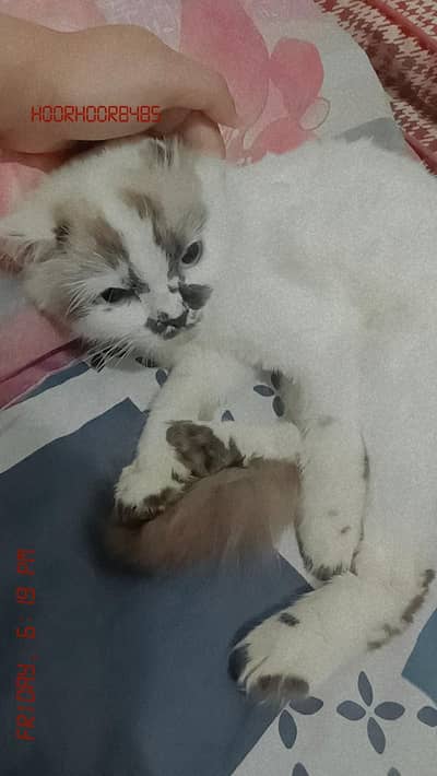 cute cat