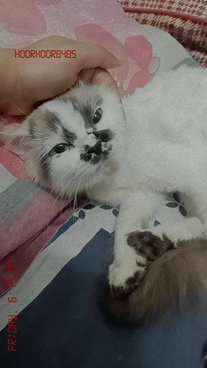 cute cat 1