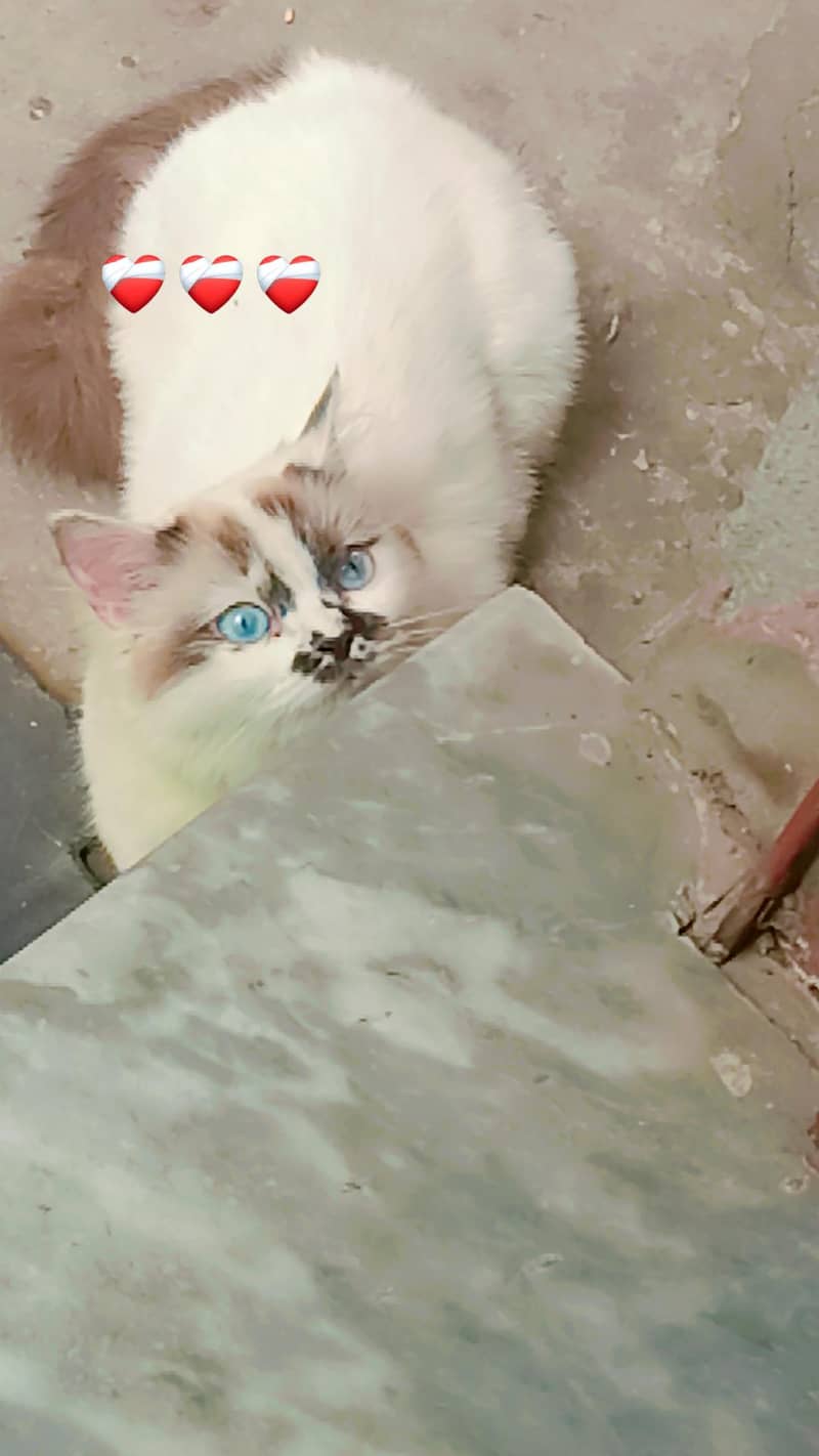 cute cat 2