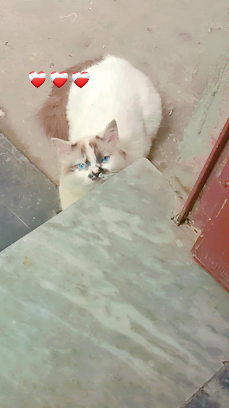 cute cat 3