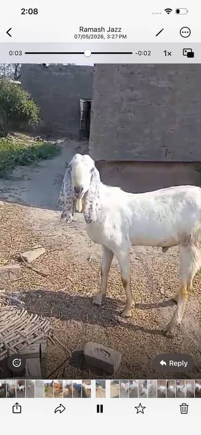 قربانی کے لیے بکرا