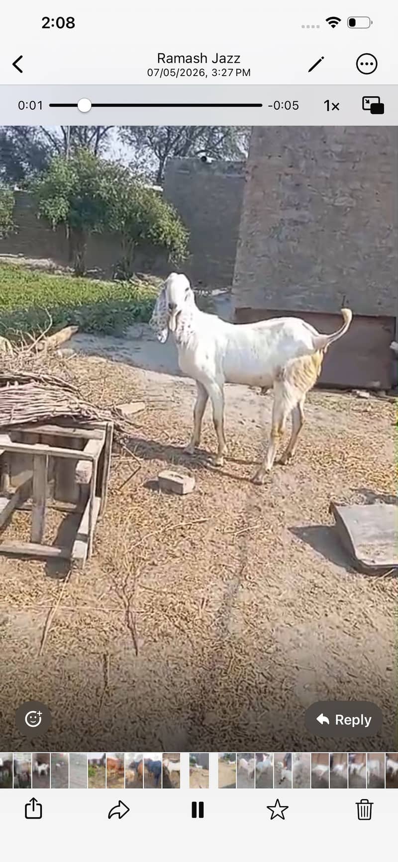 قربانی کے لیے بکرا 1