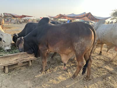Bull / wacha / weera / Bachra/ Qurbani Animal For sale