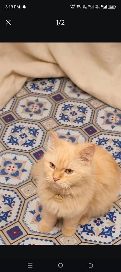 Adlut Persions Home Breed Cats