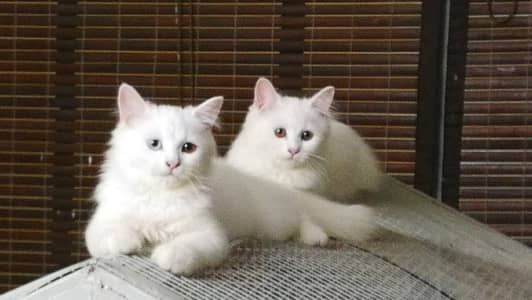 Adlut Persions Home Breed Cats