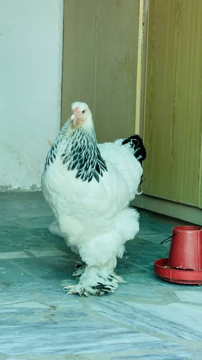 Top Quality Light Columbian Brahma Eggs Laying