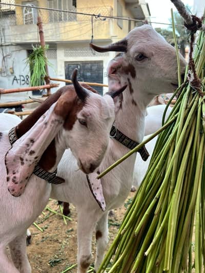 Best quality goats