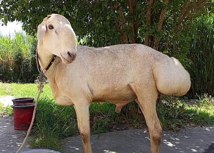 Age 13months (kheera) contact:0311-8836135