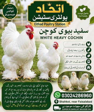 White Heavy Cochin Chicks available