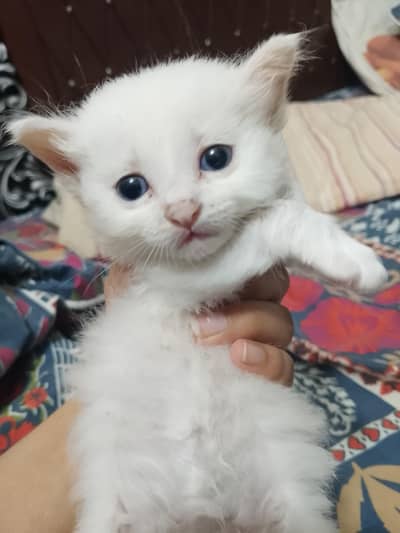 healthy kittens available