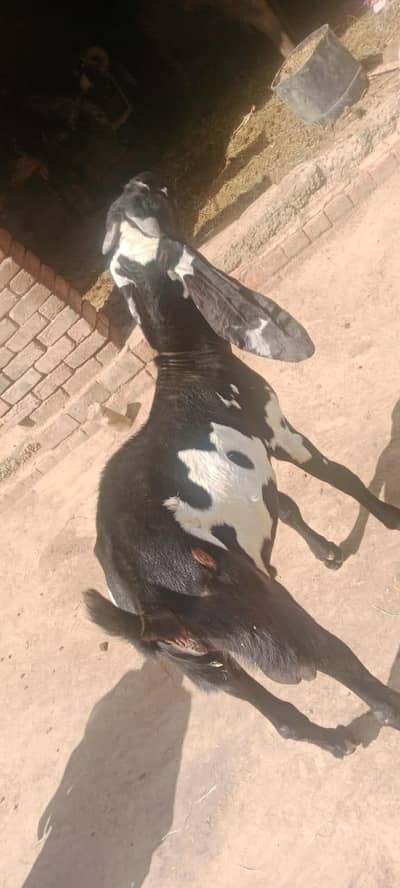qurbani kilye bkra for sale hai