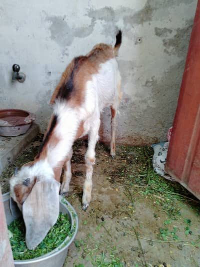 Desi Bakra 5month 03324262191