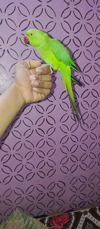 green parrot male hand them talking friendly no bite active