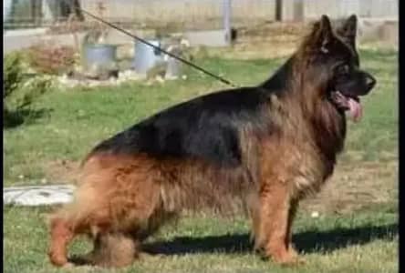 important German shepherd  for st/ud