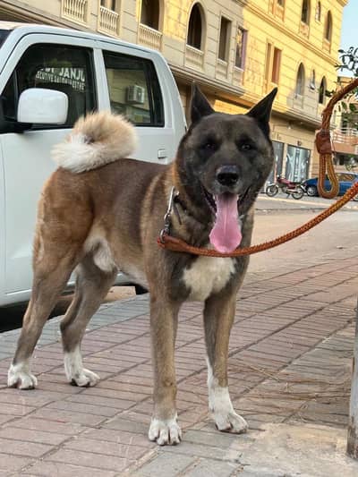 American Akita