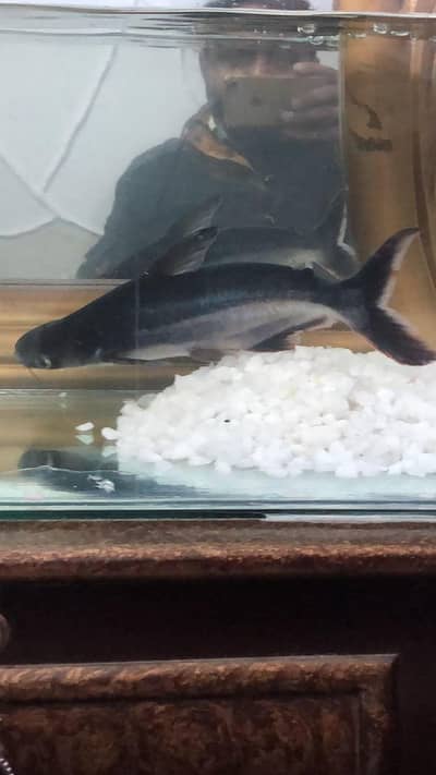 Blue Line Shark Fish – 1 Feet Size 