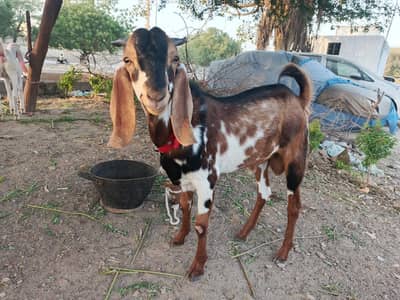 Bakra For Sale
