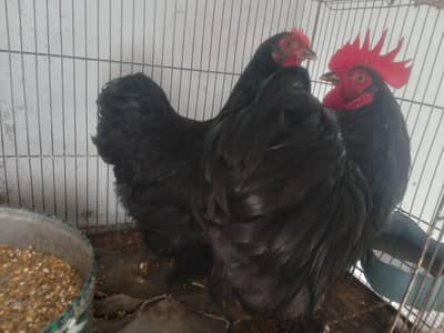 black bantam eggs for sale