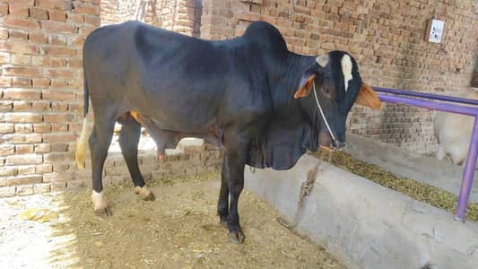 Bull/Bachra/Wacha/qurbani kay bachry/Qurbani ka janwar