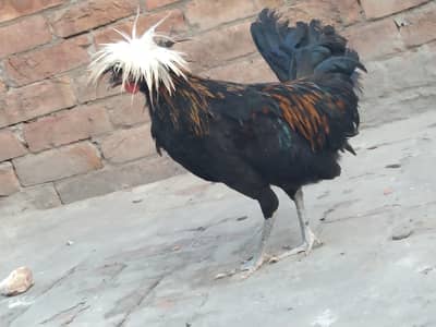 sale I waja female expre hogi akila male h