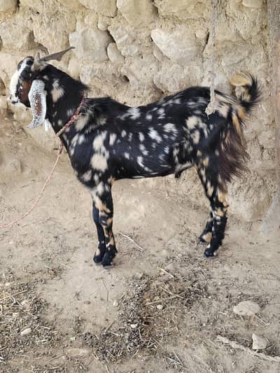 Bakra for sell 0,3.0:2-8,9:3-8,0,4,0 whtsap