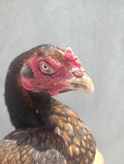Aseel old blood line female available