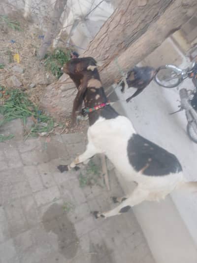 qurbani ka bakra ke sath WhatsApp number 03095261330