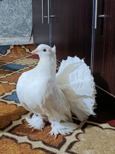 american lucky cubtar priding pair