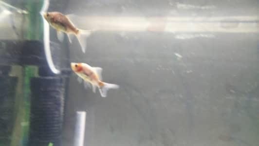 Subunkin Gold Fish Babies for Sell