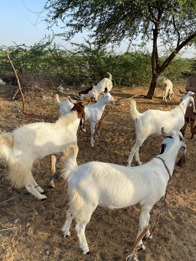 Hot Bakra Sale - Lots of Affordable Qurbani Goats