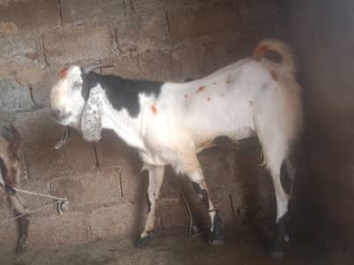 bakra healthy active