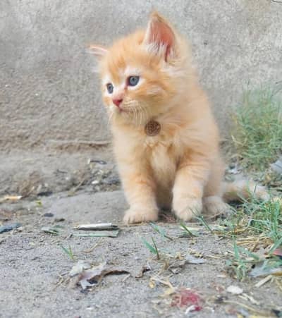 Persian Cats