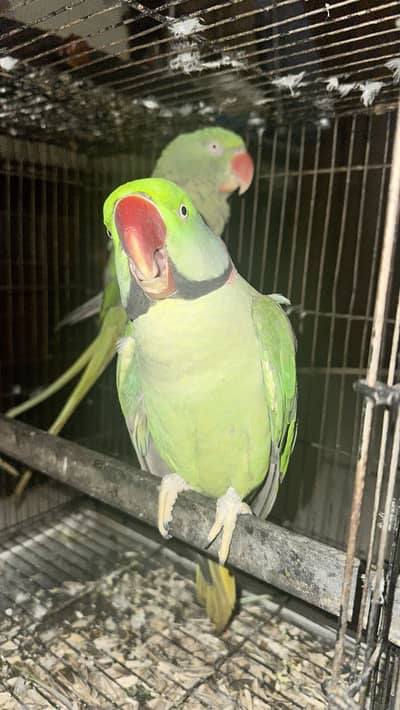 Raw Parrot12345