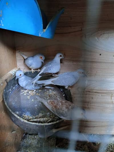 Doves for sale (1000 per pair) final