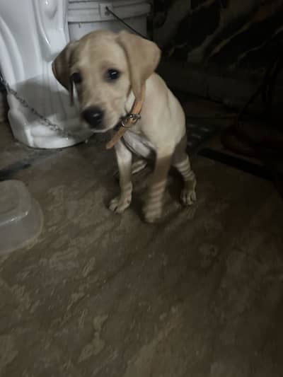 Labra dog feemale active puppy