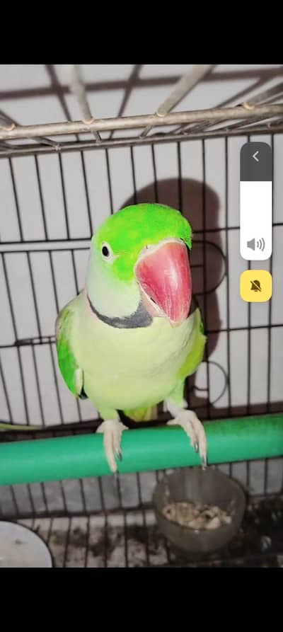 Talking parrot cute 