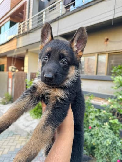 Energetic German Shepherd Pup with Strong Bloodline
