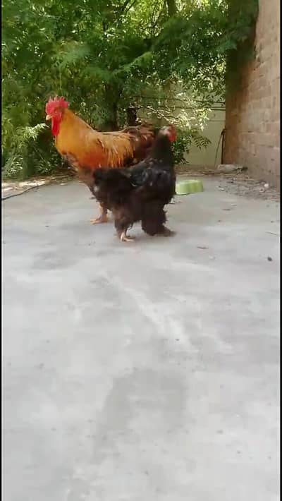 heavy buff breeder pair egg laying exchange possible