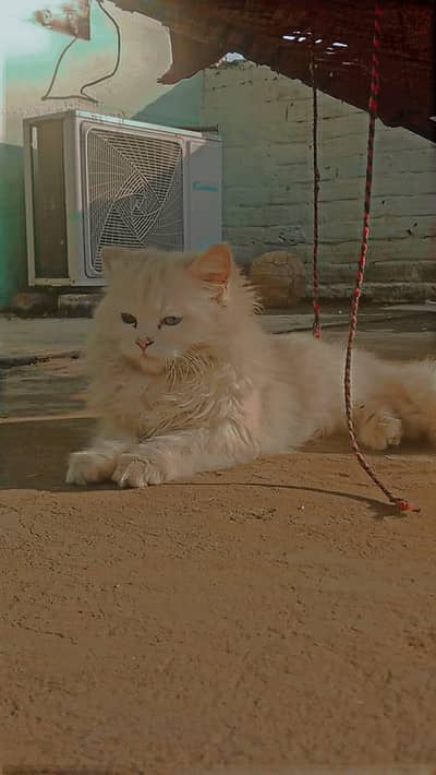 persian cat triple coated white colour