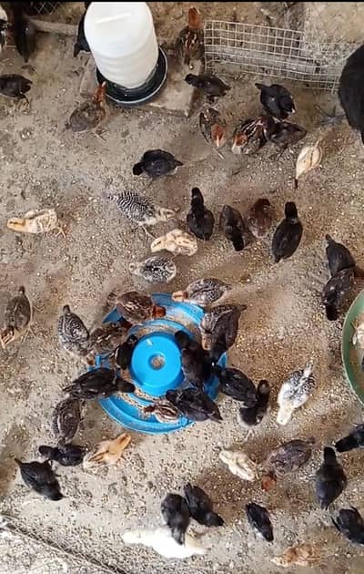Australorp / Fayoumi / Golden Misri / Desi Aseel Chicks