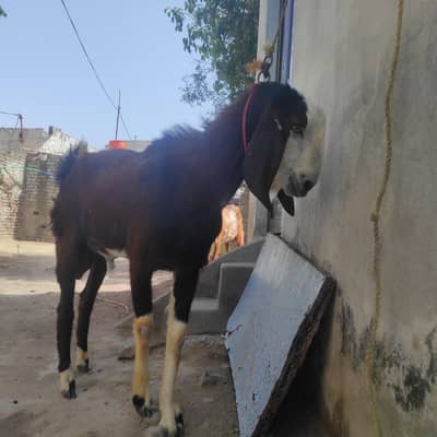 bakra for sale