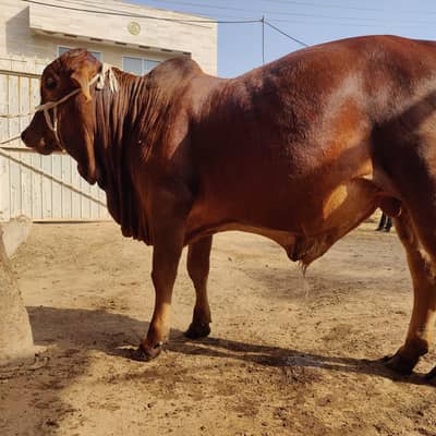 Bull / Bachra / Wacha / Desi bachre / Qurbani ka janwar /Qurbani 2026